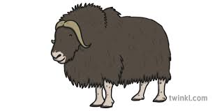 If you were born in the year of an ox, your chinese zodiac sign is an ox! Musk Ox Illustration Twinkl