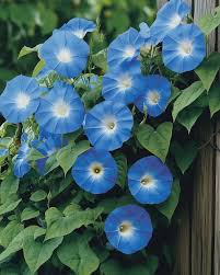 Image result for Ipomoea tricolor