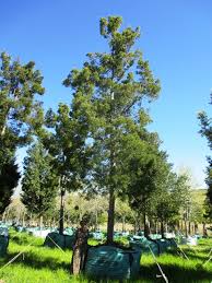 Image result for Afrocarpus falcatus