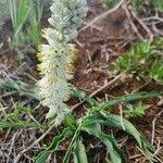 Image result for Chlorophytum africanum