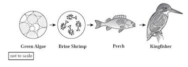 Brine Shrimp Food Web Google Search Food Web Web Google Brine Shrimp