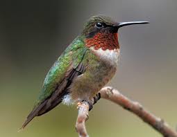 Solutions For Keeping Bully Birds Away From Your Feeders Backyard Dispatches