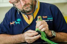 Helped over 8mm worldwide · 12mm+ questions answered Tortoise Vet Near Me Best Exotic Reptile Vet Dubai
