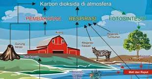 Kitar karbon,kitar oksigen dan kitar air latihan tambahan id: Kitar Karbon