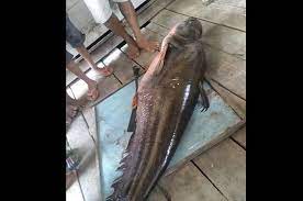 Segera pelajari arti mimpi ikan selengkapnya hanya di firasatmimpi.com! Ikan Monster Menyerang Manusia Selanjutnya Ini Yang Dilakukan Warga Terhadap Ikan Raksasa Tersebut