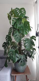 It really depends on how big, but you can get a really spectacular plant for £50. I Wanted To Show You Guys My Giant Monstera Swiss Cheese Plant I Have Him For 2 Years Now And It S Almost 2 Meters High Indoorgarden