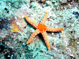 Starfish Or Sea Stars Are Among The Most Familiar Of Marine Animals Found On The Sea Bed They Typically Have A Central D Sea Star Animals Underwater Wallpaper