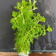Image result for Limnophila