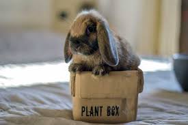 Un coniglio nano può vivere una vita lunga e sana con cure adeguate. Come Educare Un Coniglio Ariete In Casa Allevamento Coniglio Nano