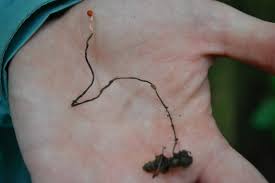 If you work at a big company, your brain might at this moment be reflexively conjuring phrases. Ecuador Abroadgringa