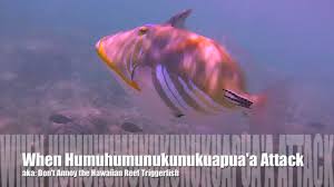 They are led by a brave polar bear!we have over 773 articles about octonauts! When Humuhumunukunukuapua A Attack Don T Annoy The Hawaiian Reef Triggerfish Youtube