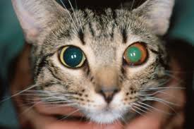 In this educational video for veterinary surgeons, we go through the list of differential diagnoses of feline uveitis. Uveitis