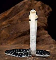 Like all other squamates, snakes are ectothermic, amniote vertebrates covered in overlapping scales. Snakes Outpacing Other Vertebrates In Race To Evolve New Scientist