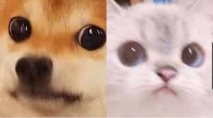 I Meme It On Twitter When You Finally Meet In Person And You Both Shy Https T Co Wgan6syv9x Twitter