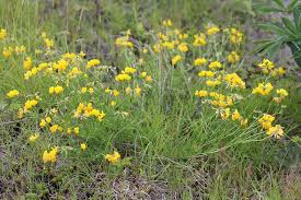 Image result for Lotus corniculatus