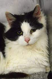 Clare county animal shelter 4038 hazel drive harrison, mi, 48625. 30 Or More Cats Surrendered To Clare County Animal Shelter Wpbn