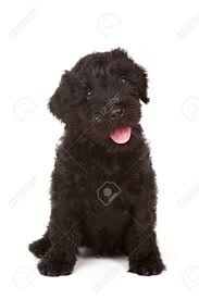 Black russian terrier puppies for sale in canada. Black Russian Terrier Puppy On White Stock Photo Picture And Royalty Free Image Image 22761819