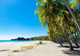 Image result for Nicolasia costata