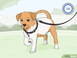 If your dog does this,. How To Stop A Puppy From Chewing Its Bed 11 Steps With Pictures