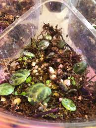 A bobby pin can help hold it in place. Update On String Of Turtles Leaf Propagations Propagation