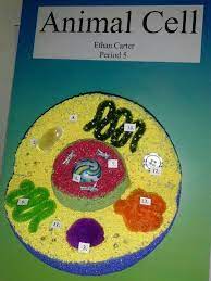 This is useful for students to practice naming the parts or to use as a quick cheat sheet when they get stuck. 16 Cell Projects Ideas Cells Project Plant Cell Project Cell Model
