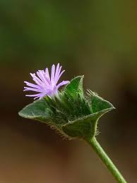 Image result for Elephantopus scaber