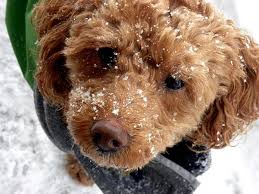 Cockapoo Images Huge Breed Gallery And Cute Cockapoo Puppy Photos Oodle Life