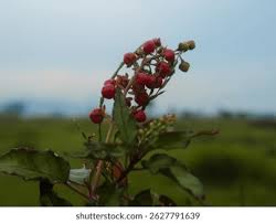 Image result for Petiveriaceae