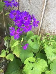 Image result for Cineraria mazoensis