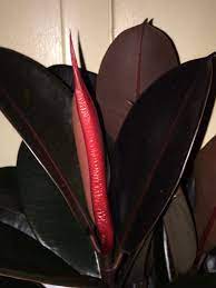 Gardeners value this small, compact plant for its thick, waxy foliage, ornamental flowers and ease of care. Rubber Plant Blooms Is There A Flowering Rubber Tree Plant