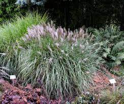 Wir bauen miscanthus an und verarbeiten es zu einstreu für pferdeboxen und kleintiere und als mulchersatz für den garten. China Schilfgras Silberspinne Miscanthus Sinensis Kleine Silberspinne Gunstig Online Kaufen