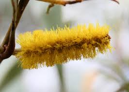 Image result for Meiosperma