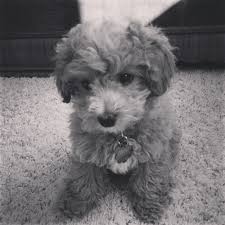 Black Bichon Frise Puppy Bichpoo Poochon Bich Poo Charleythebichpoo Blank And White Love Bichon Frise Bichon Frise Puppy Puppies