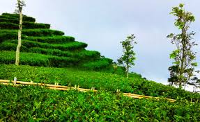 Check spelling or type a new query. Paket Wisata Jogja Tour Custom Travel Yogyakarta Terbaik 2020 Kebun Teh Nglinggo Kebun Teh Di Jogja Yang Asri Dan Sejuk
