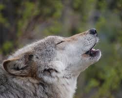 We work with your team on an ongoing basis to learn your security needs so that they can tune. How Do Wolves Communicate International Wolf Center