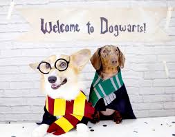 Harry potter fans know that there are no limits when it comes to exploring the world of all things magical. Harry Potter Dogs Wallpapers Top Free Harry Potter Dogs Backgrounds Wallpaperaccess