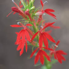 Image result for Lobelia fervens