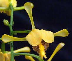 Image result for Eulophia angolensis