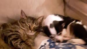 Fundraiser by Marie Brookins : Help Us Find A Place Too Live