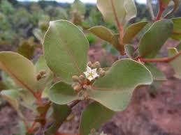 Image result for Psorospermum febrifugum