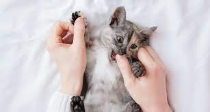 This daily play therapy will let your cat express that innate drive to kill. Why Is My Kitten Biting Me And How To Stop A Kitten Biting Phase Bechewy