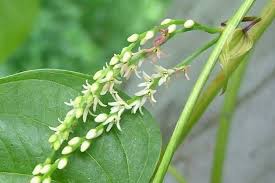Image result for Dioscorea bulbifera