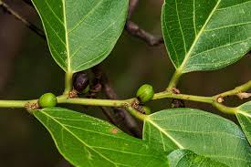 Image result for Bridelia micrantha