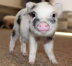 190 All About The Pigs Ideas In 2021 Baby Pigs Cute Pigs Mini Pigs