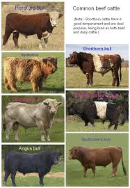 Differences Between Dairy Cows And Beef Cows Beef Cow Dairy Cattle Cattle Ranching