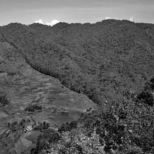 Image result for Pandanus chiliocarpus