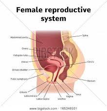 Jump to navigation jump to search. Female Internal Vector Photo Free Trial Bigstock