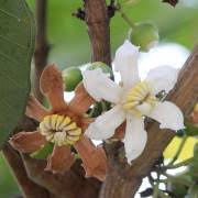 Image result for Memecylon sp. D