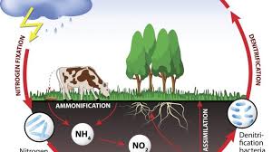 Simple Nitrogen Cycle Reading Industrial Wiring Diagrams