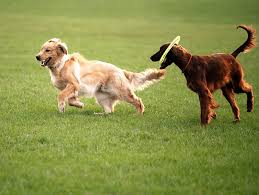Puppies for you they are all vet checked, home trained.and house broken these puppies will be coming along with all health records includes their playing toys. Pet Friendly Restaurants On Hilton Head Island H D Properties